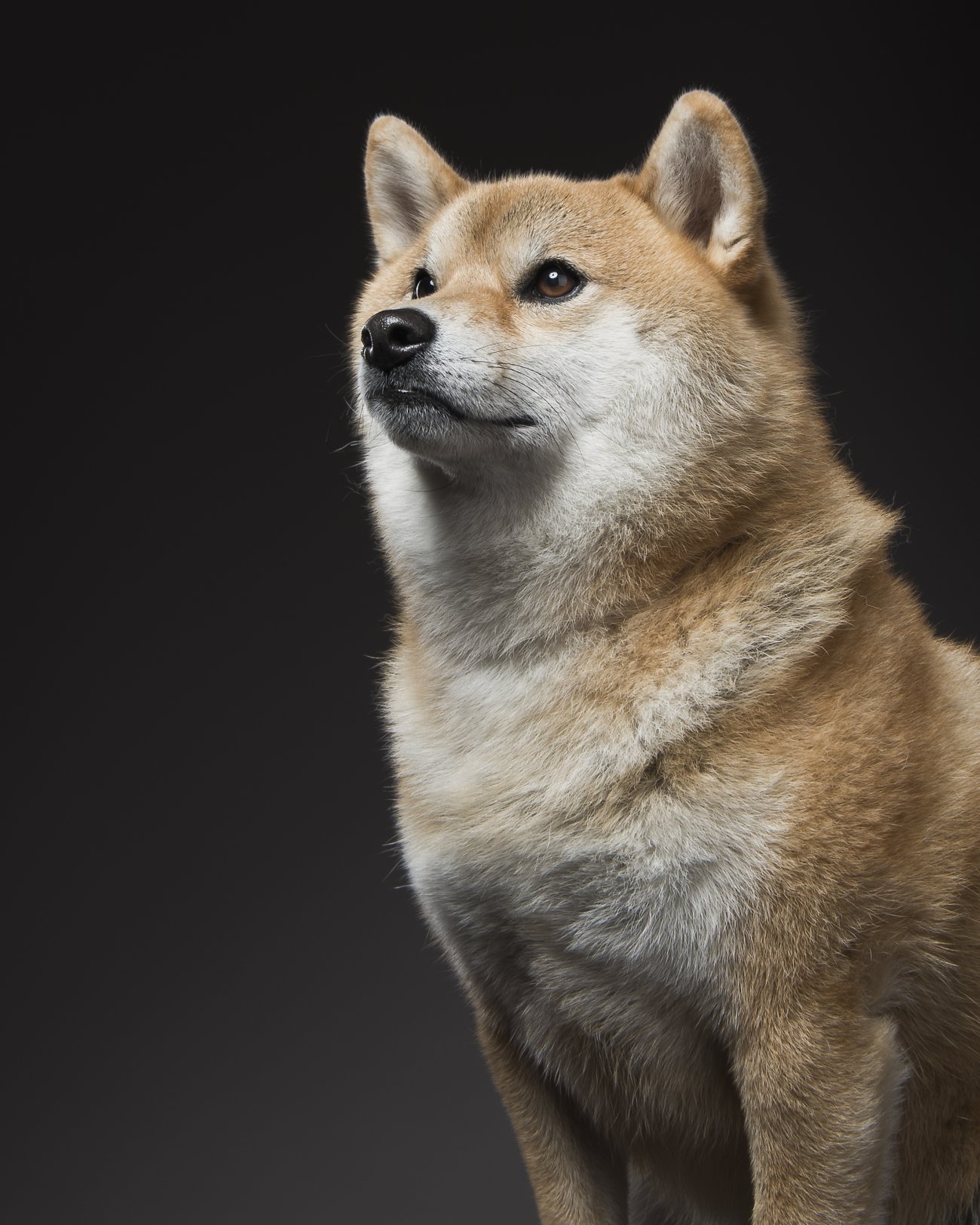 レトリーバー,内山慎吾