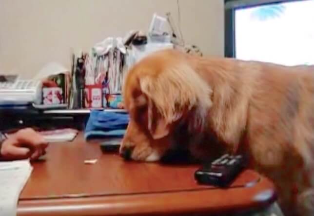 ゴールデンレトリーバー,動画