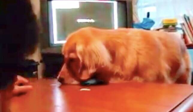 ゴールデンレトリーバー,動画