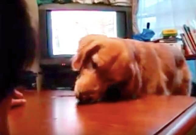 ゴールデンレトリーバー,動画