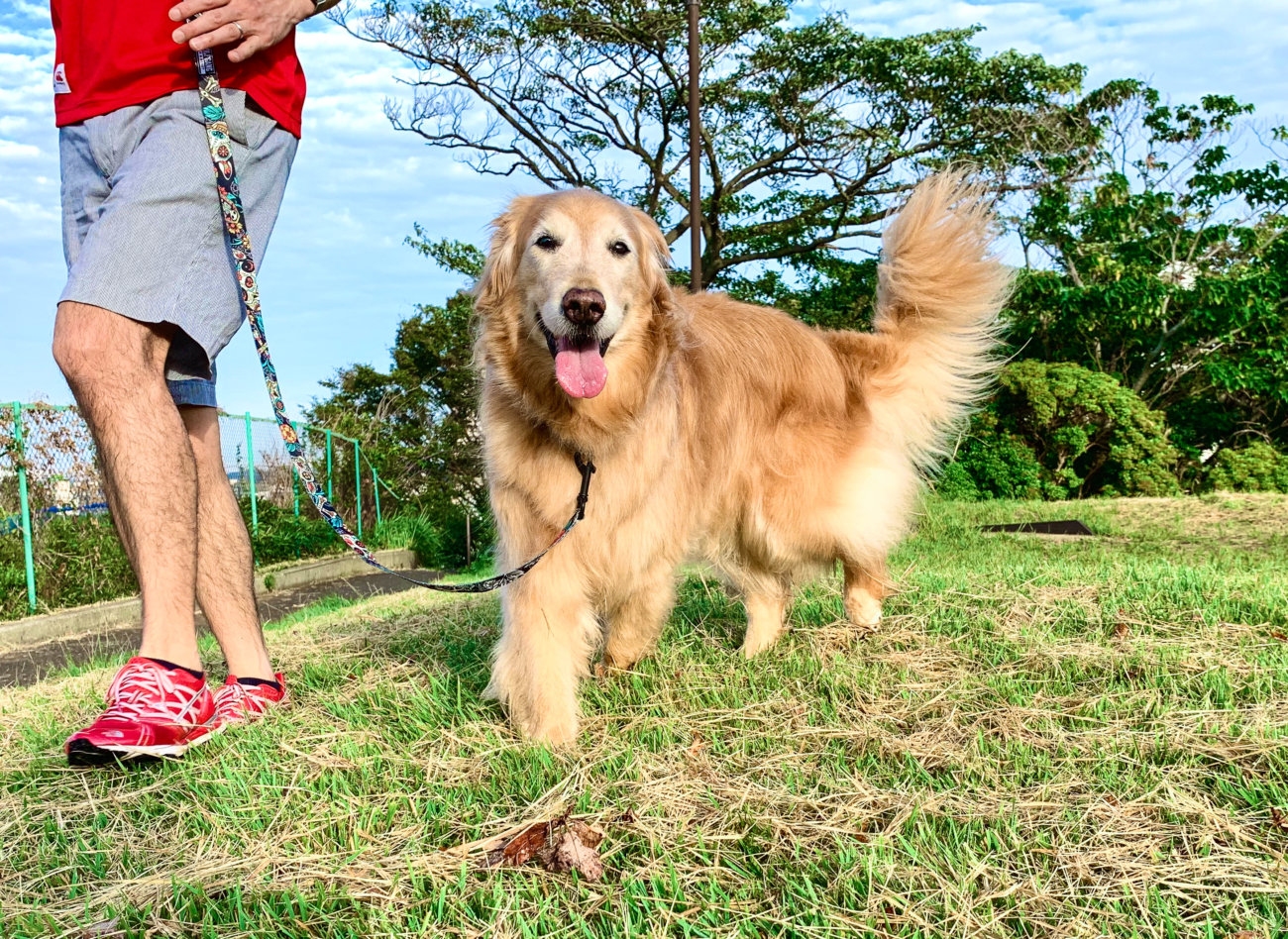 レトリーバー,ウルフギャング