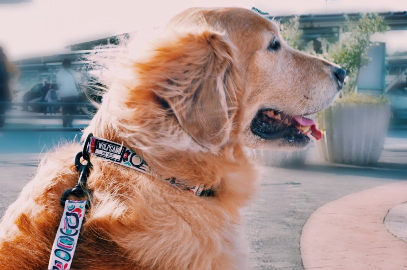 レトリーバー,ウルフギャング