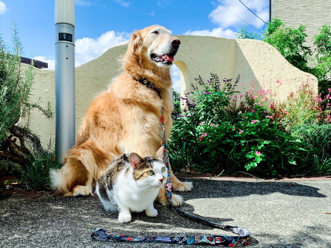 レトリーバー,ウルフギャング