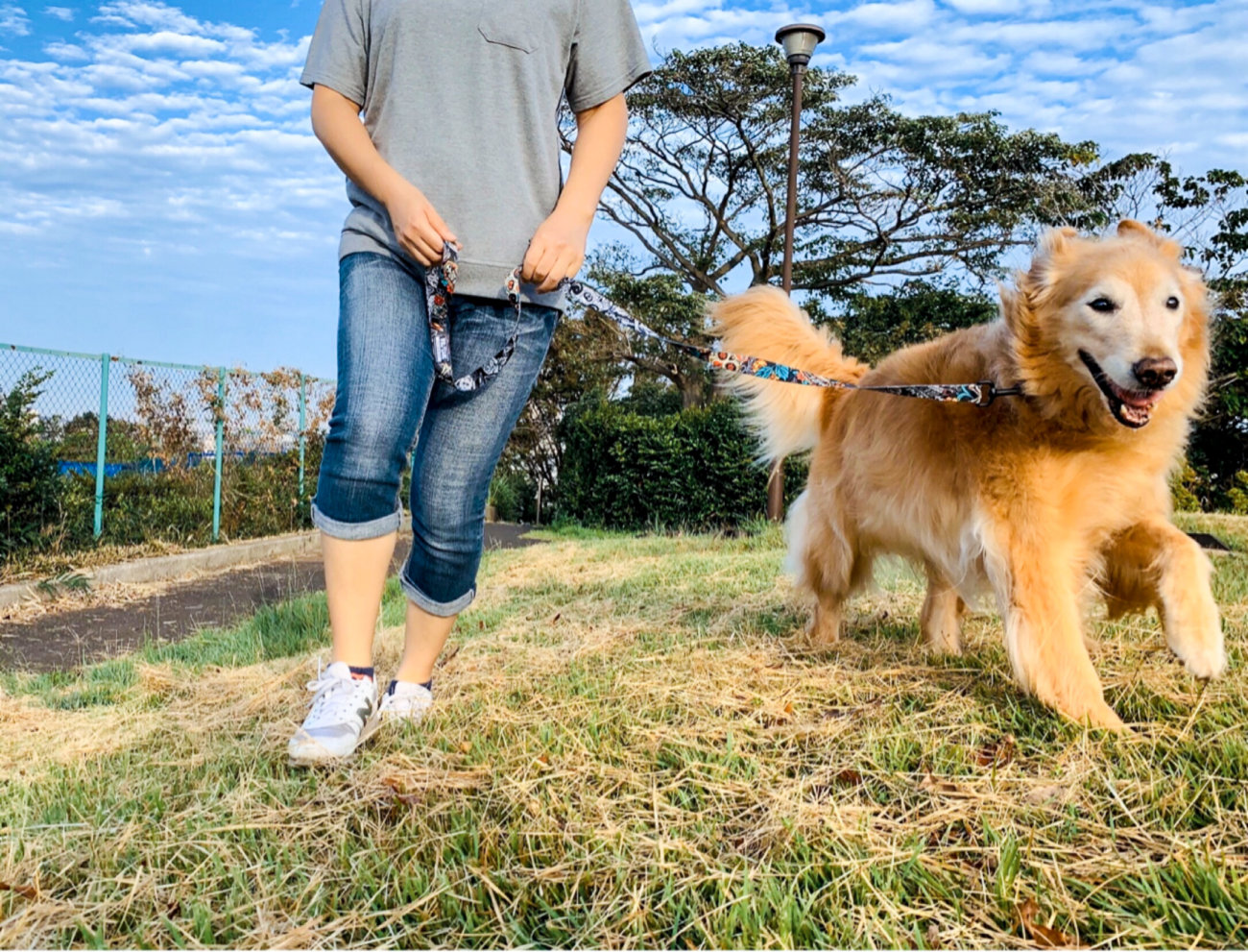 レトリーバー,ウルフギャング