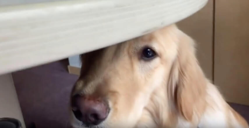 ゴールデンレトリーバー,動画