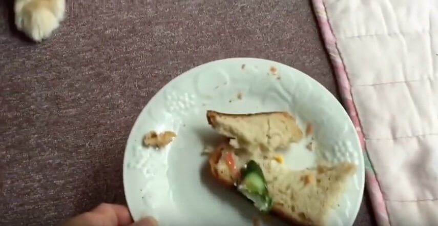 ゴールデンレトリーバー,動画