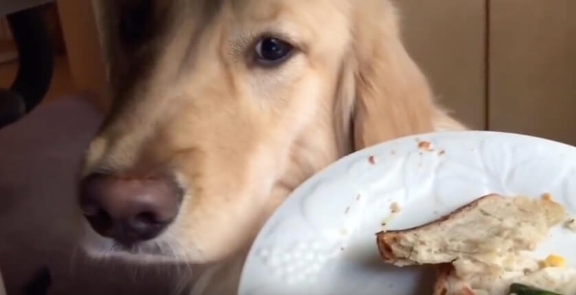 ゴールデンレトリーバー,動画