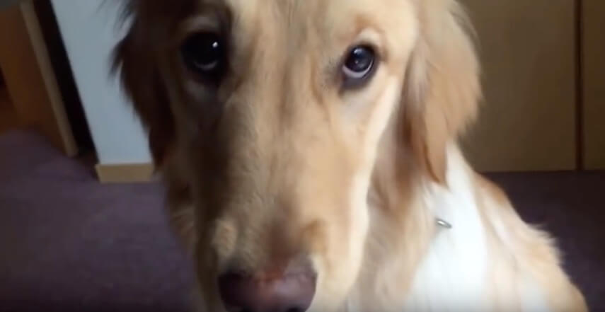 ゴールデンレトリーバー,動画