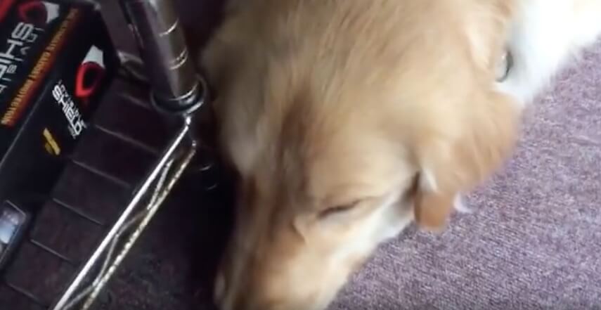 ゴールデンレトリーバー,動画