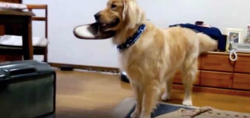 ゴールデンレトリーバー,動画