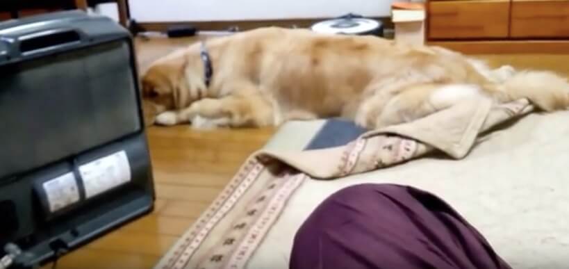 ゴールデンレトリーバー,動画