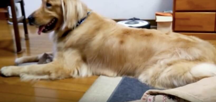 ゴールデンレトリーバー,動画