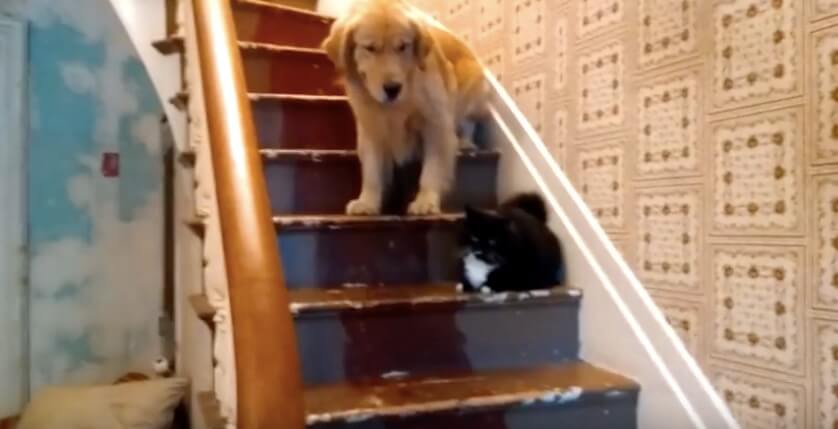 ゴールデンレトリーバー,動画