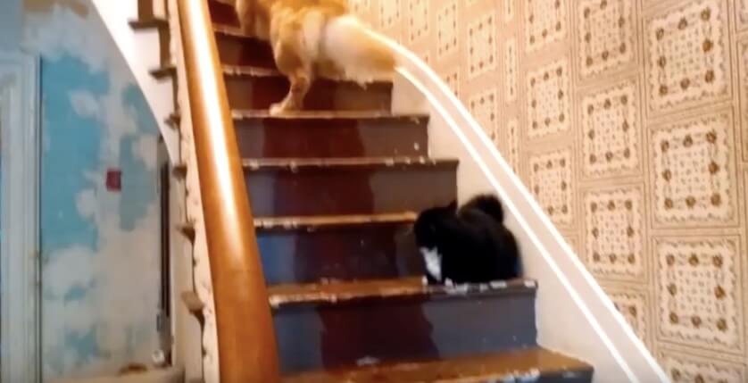 ゴールデンレトリーバー,動画