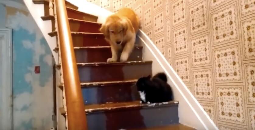 ゴールデンレトリーバー,動画