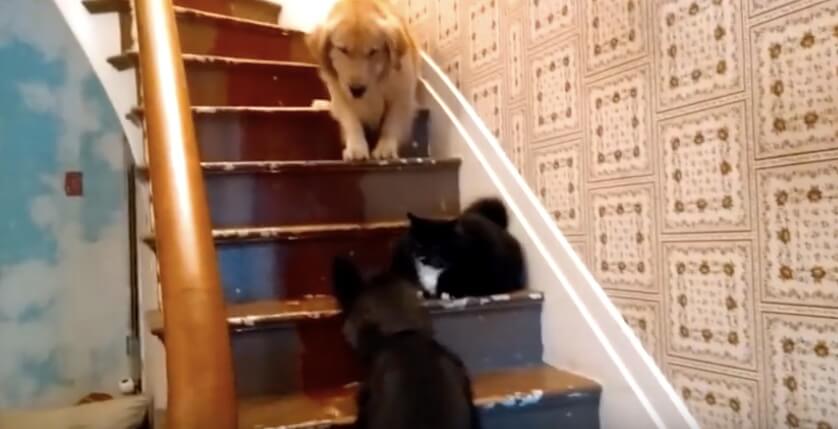 ゴールデンレトリーバー,動画