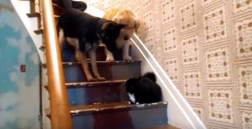 ゴールデンレトリーバー,動画