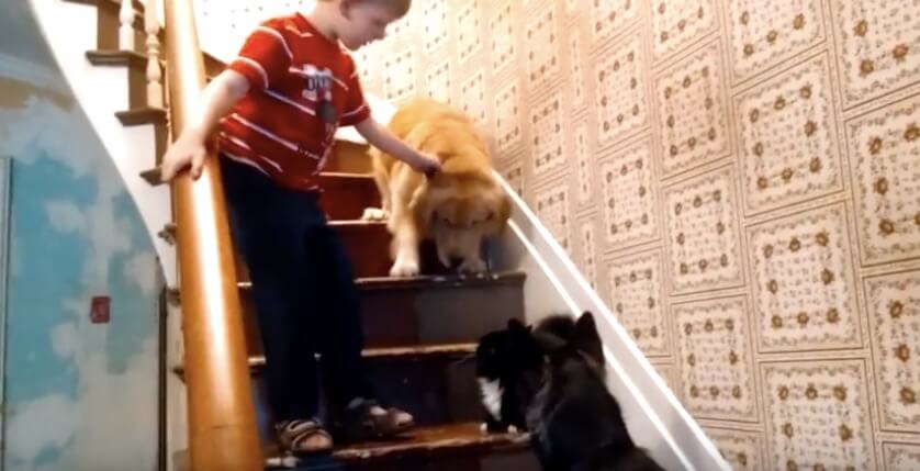 ゴールデンレトリーバー,動画