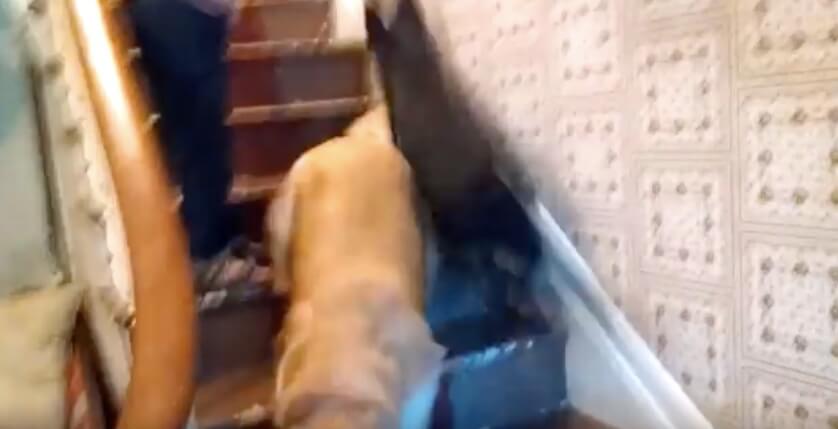 ゴールデンレトリーバー,動画