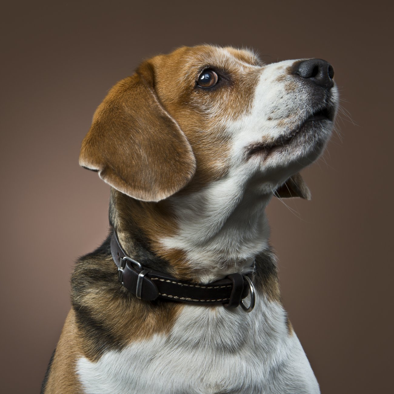 レトリーバー,内山慎吾