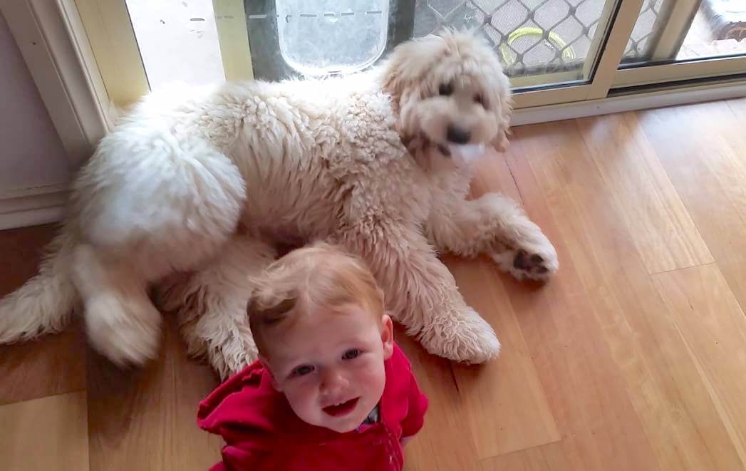 ゴールデンドュードル、動画