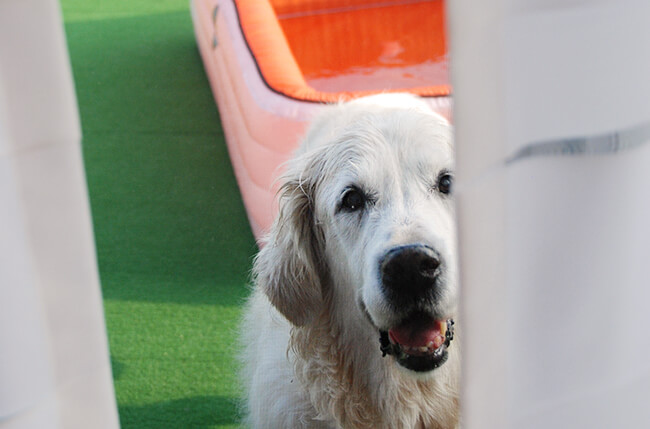 レトリーバー,コミュニケーション