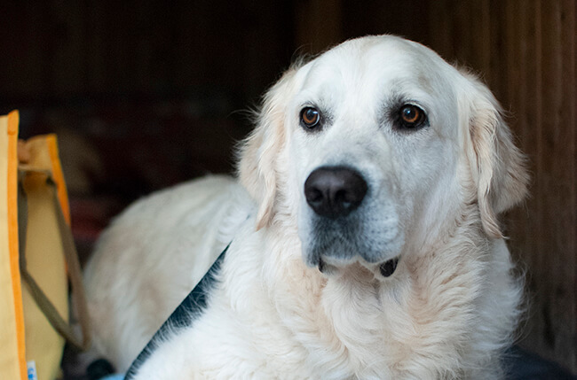 レトリーバー,コミュニケーション