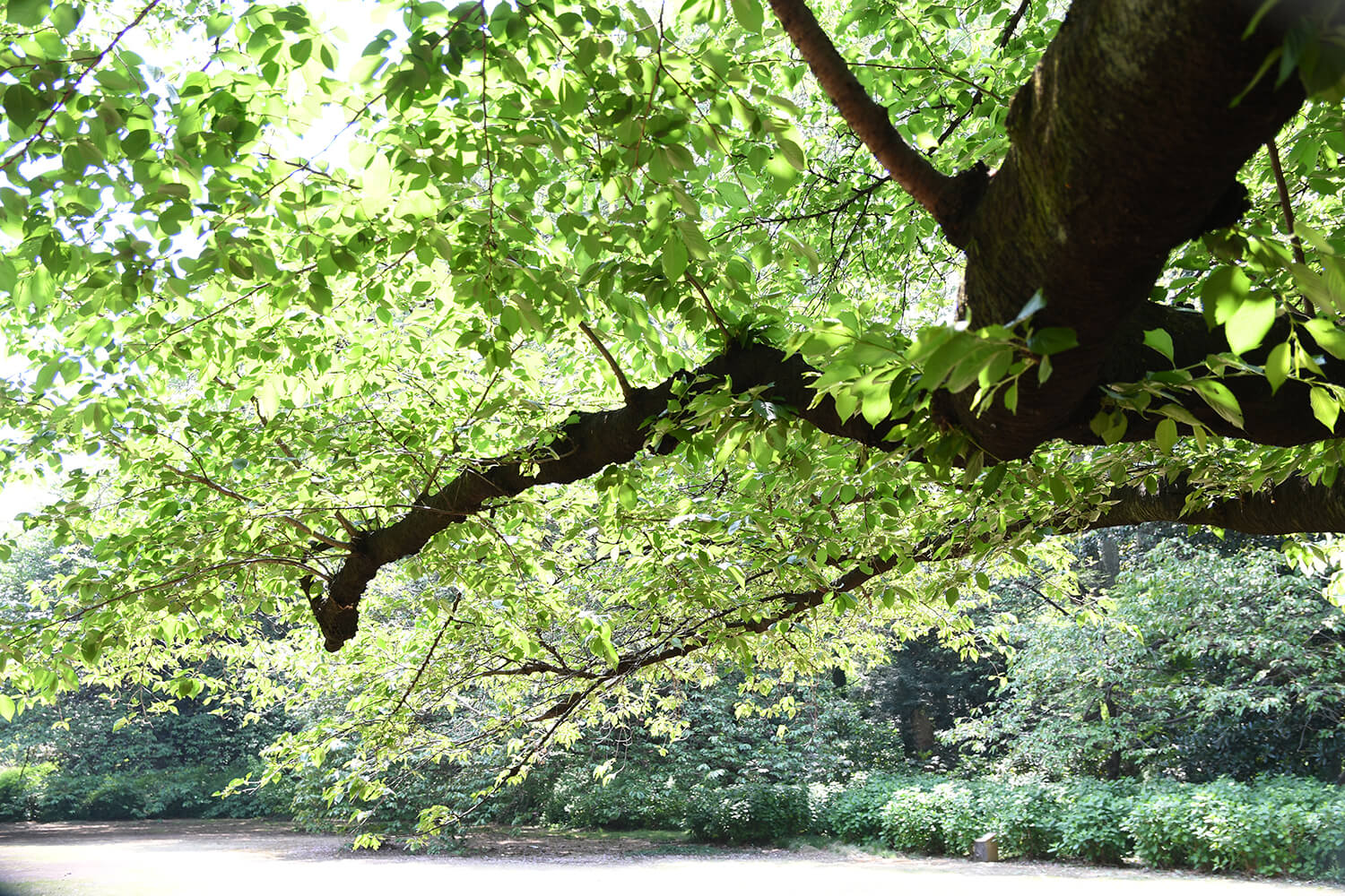 レトリーバー,コミュニケーション