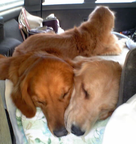 レトリーバー,コミュニケーション