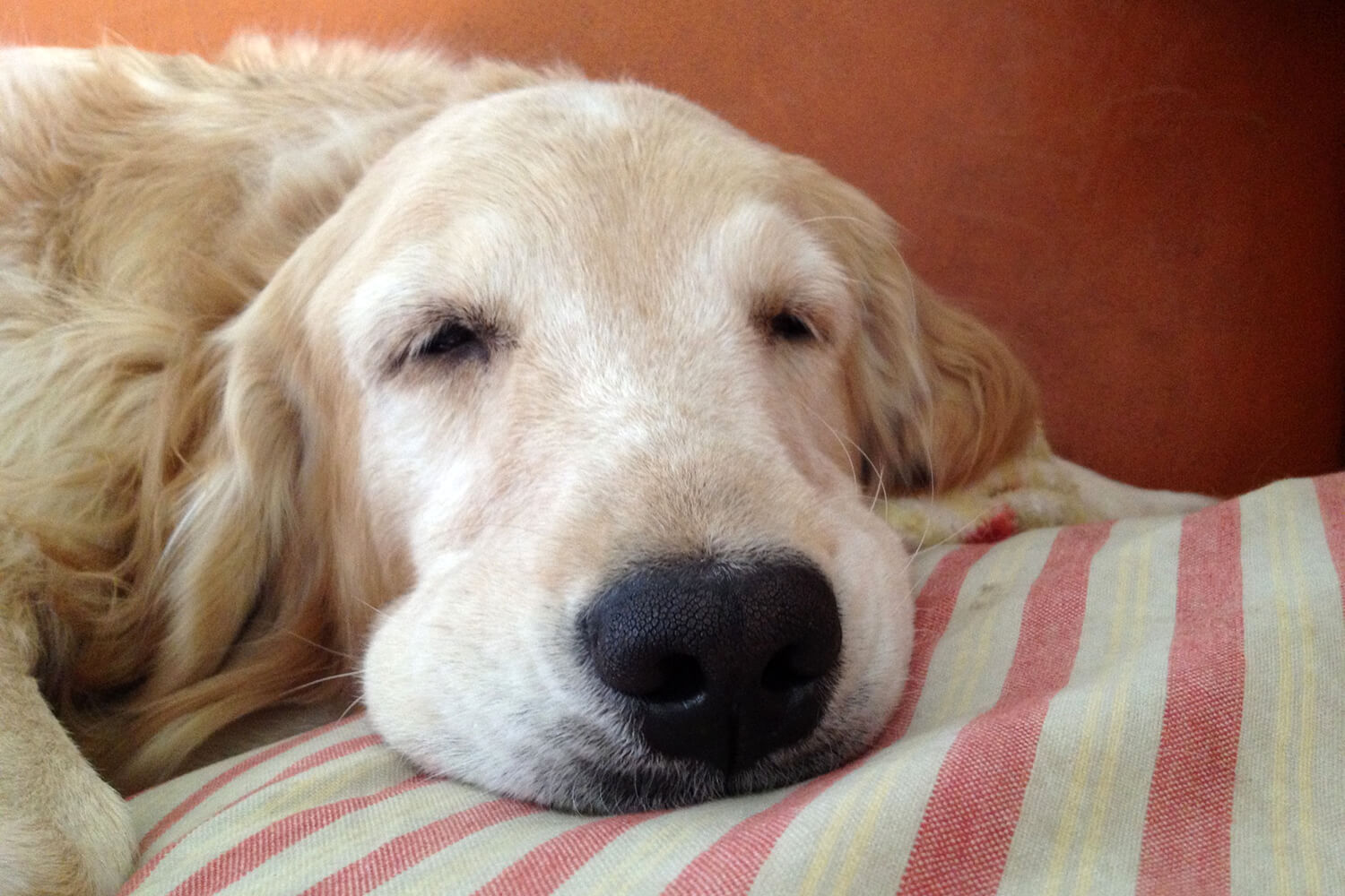 レトリーバー,コミュニケーション