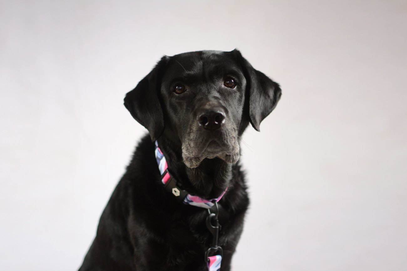 レトリーバー,ウルフギャング