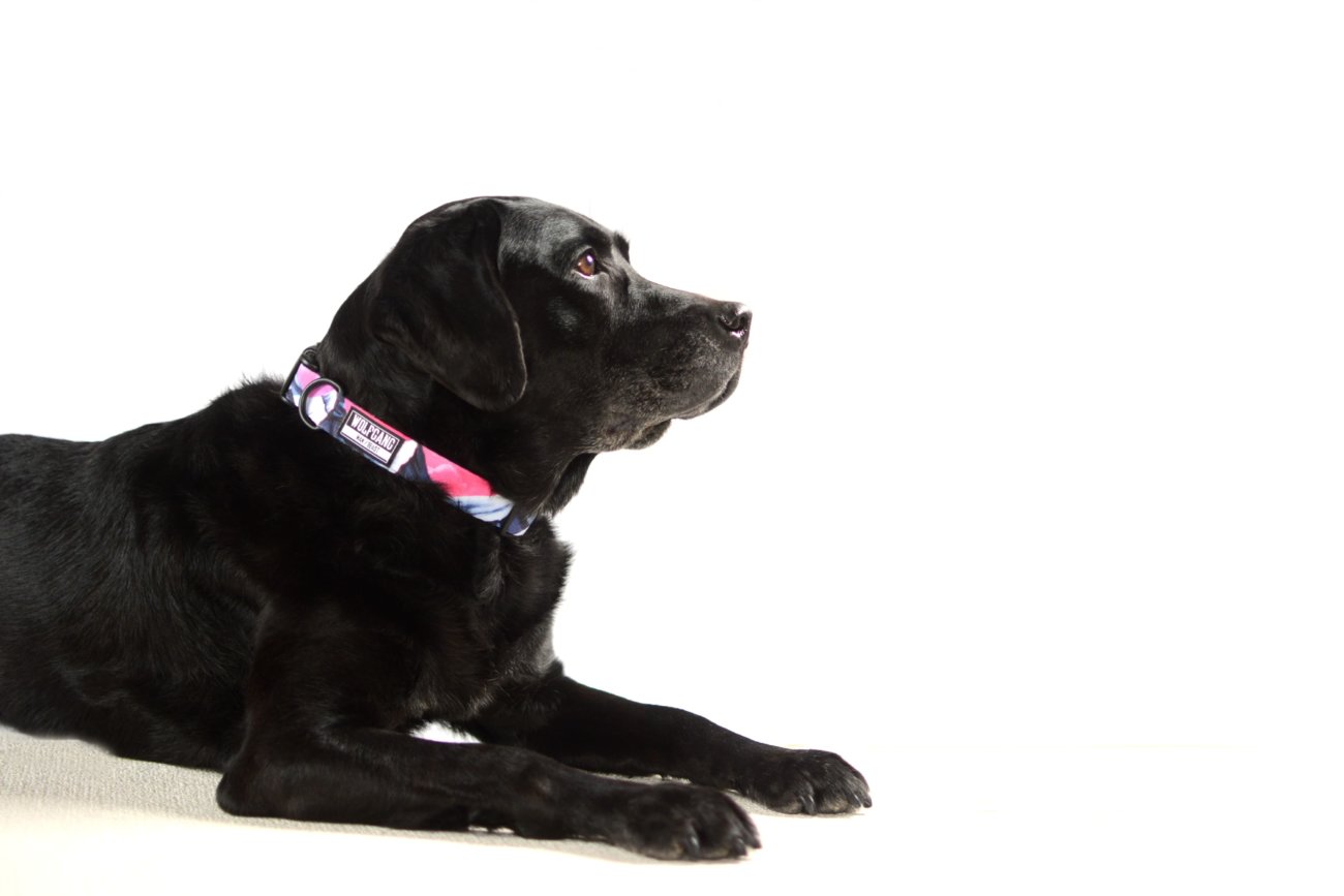 レトリーバー,ウルフギャング