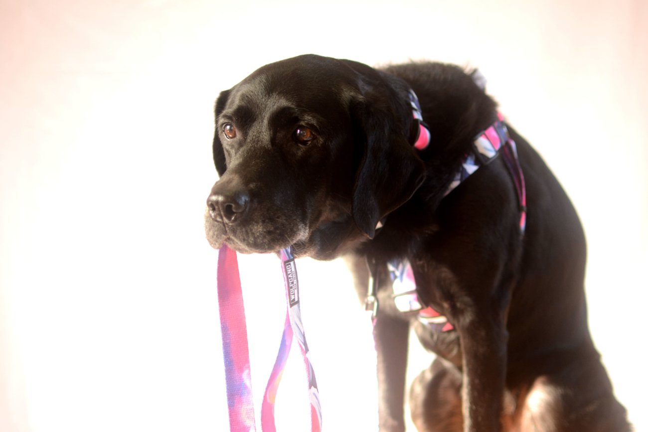 レトリーバー,ウルフギャング