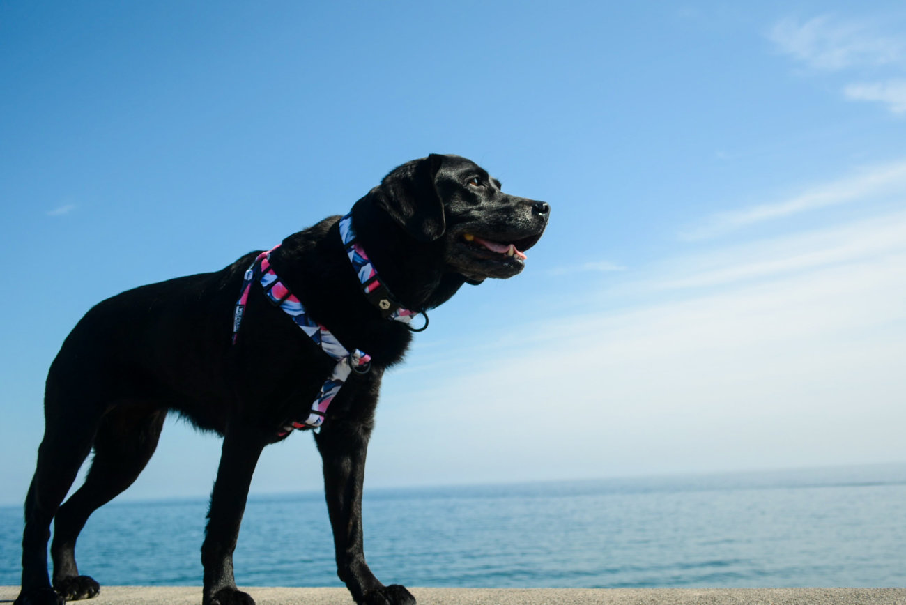 レトリーバー,ウルフギャング