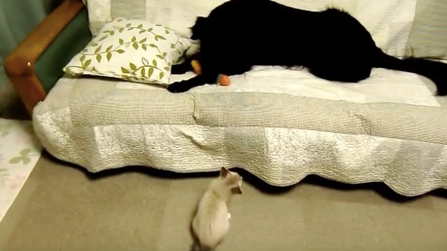 フラットコーテッドレトリーバー,動画