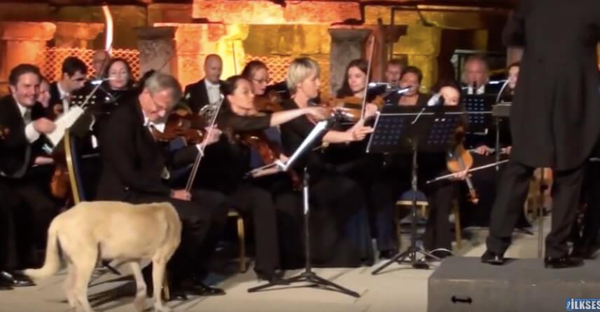 ラブラドールレトリーバー,動画