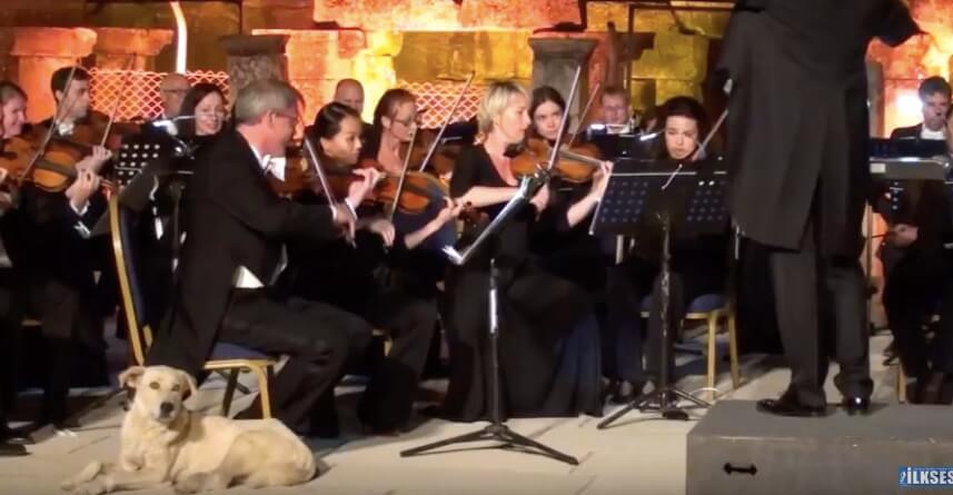 ラブラドールレトリーバー,動画