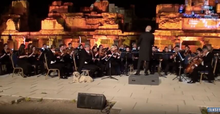 ラブラドールレトリーバー,動画