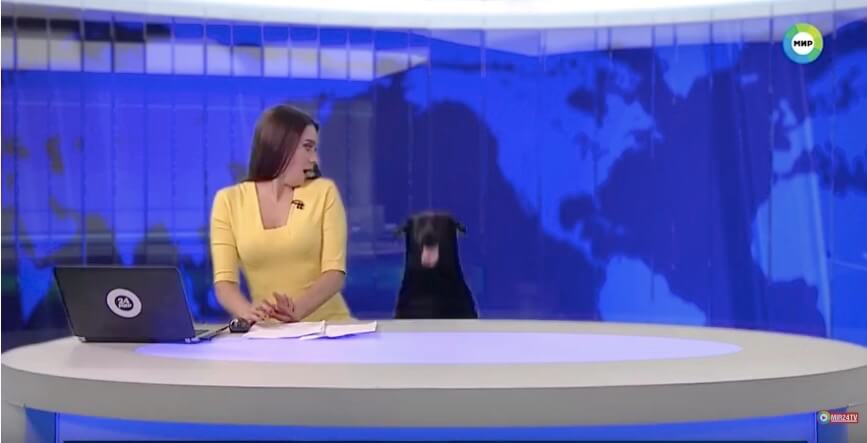 ラブラドールレトリーバー,動画