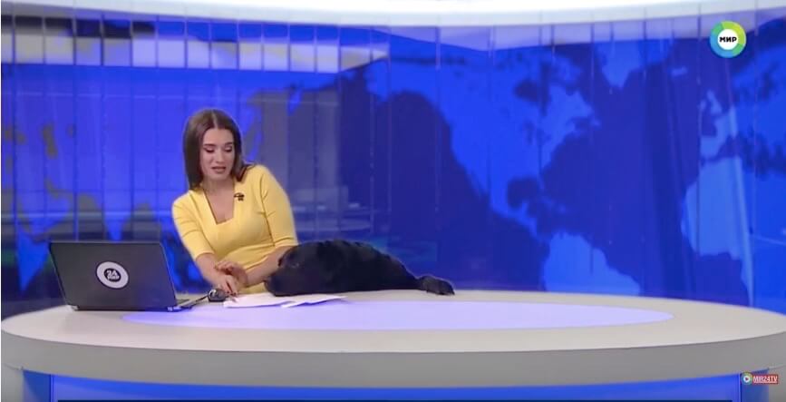 ラブラドールレトリーバー,動画