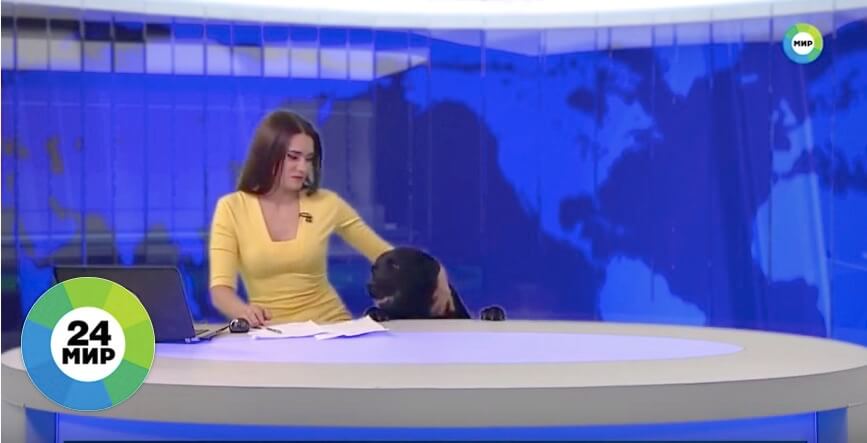 ラブラドールレトリーバー,動画