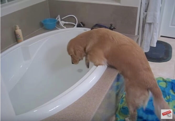 ゴールデンレトリーバー,動画