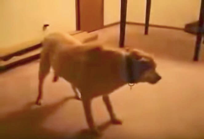 ラブラドールレトリーバー,動画