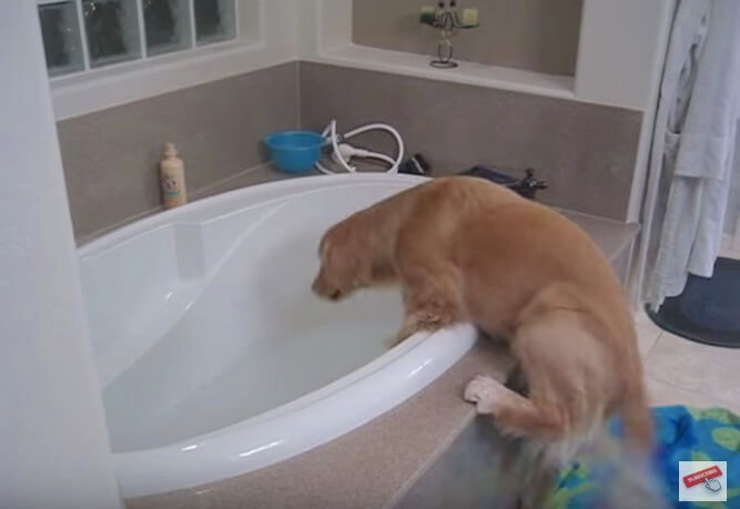 ゴールデンレトリーバー,動画