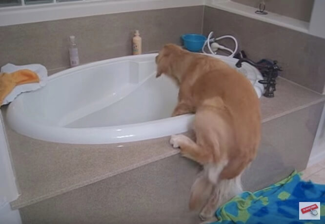 ゴールデンレトリーバー,動画