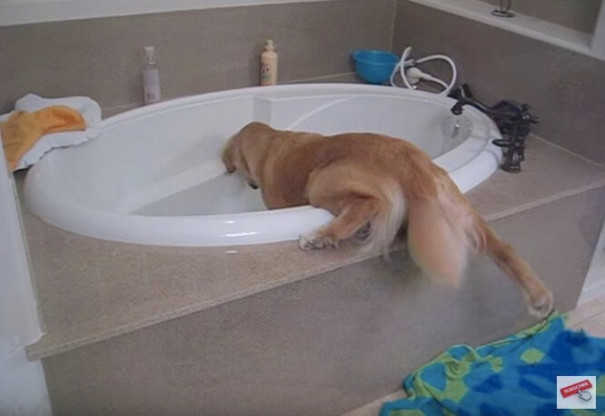 ゴールデンレトリーバー,動画