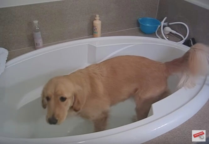 ゴールデンレトリーバー,動画