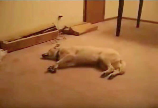 ラブラドールレトリーバー,動画