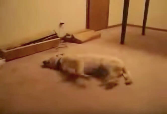 ラブラドールレトリーバー,動画