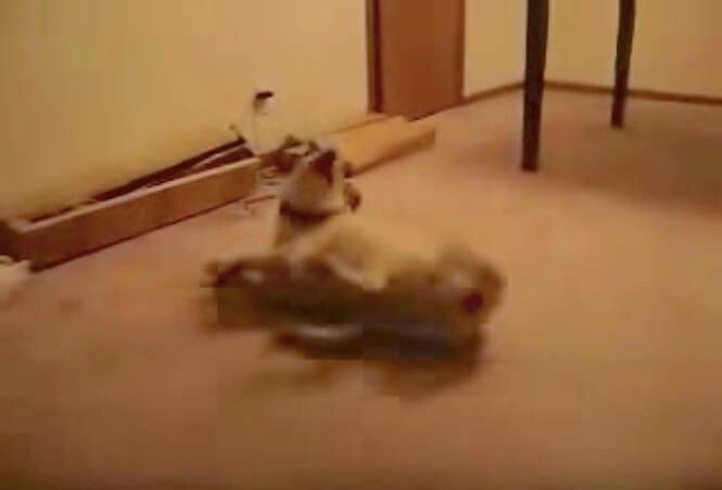 ラブラドールレトリーバー,動画